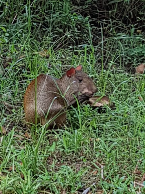 au Zoo de Cayenne - Zoo plutôt ouvert, un agouti s'y promène aussi